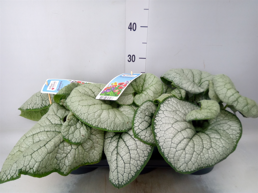 Горшечные цветы и растения оптом Brunnera Macrophylla   ... от 3шт из Голландии с доставкой по России