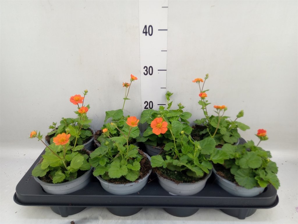 Горшечные цветы и растения оптом Geum Rivale от 8шт из Голландии с доставкой по России