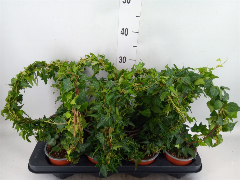 Горшечные цветы и растения оптом Hedera Helix   ..special Shapes L% от 8шт из Голландии с доставкой по России