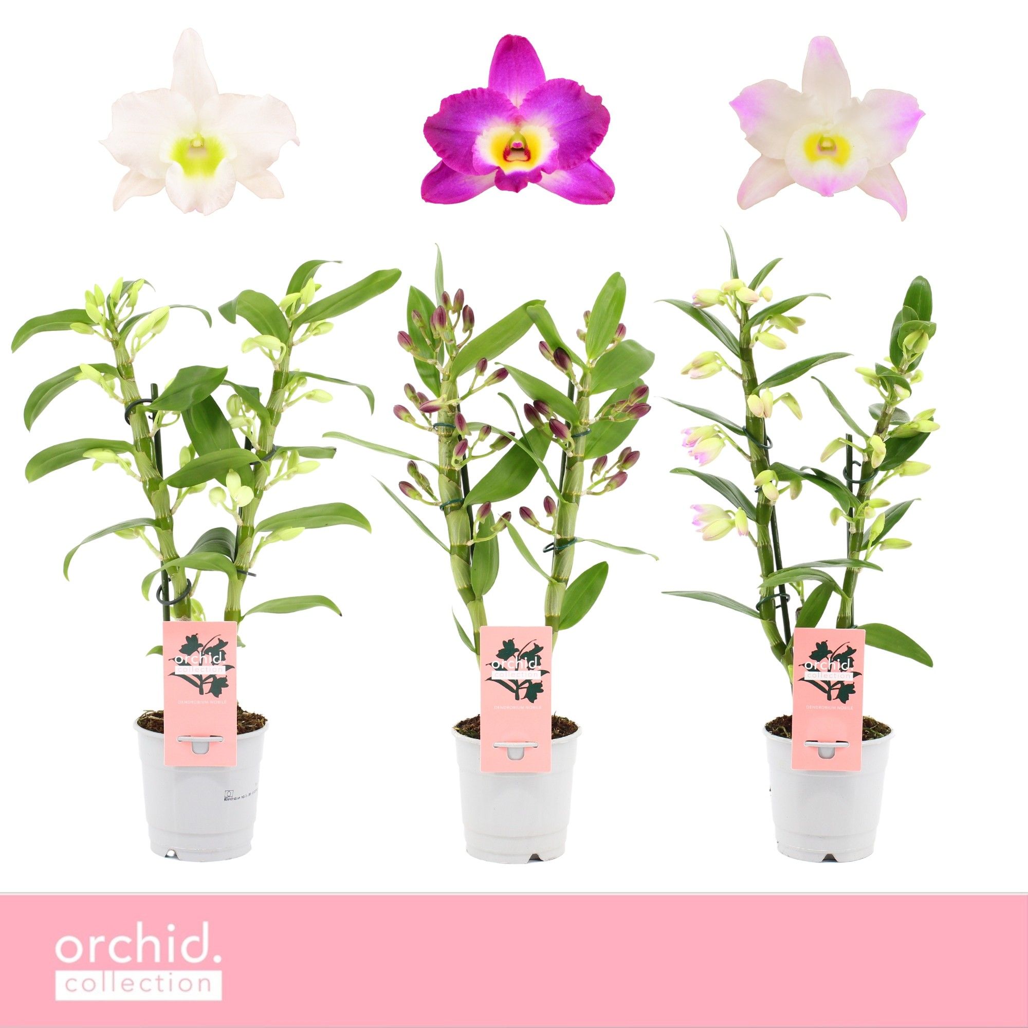 Горшечные цветы и растения оптом Dendr Nob 2st Mix Compact Orchid Collection от 10шт из Голландии с доставкой по России
