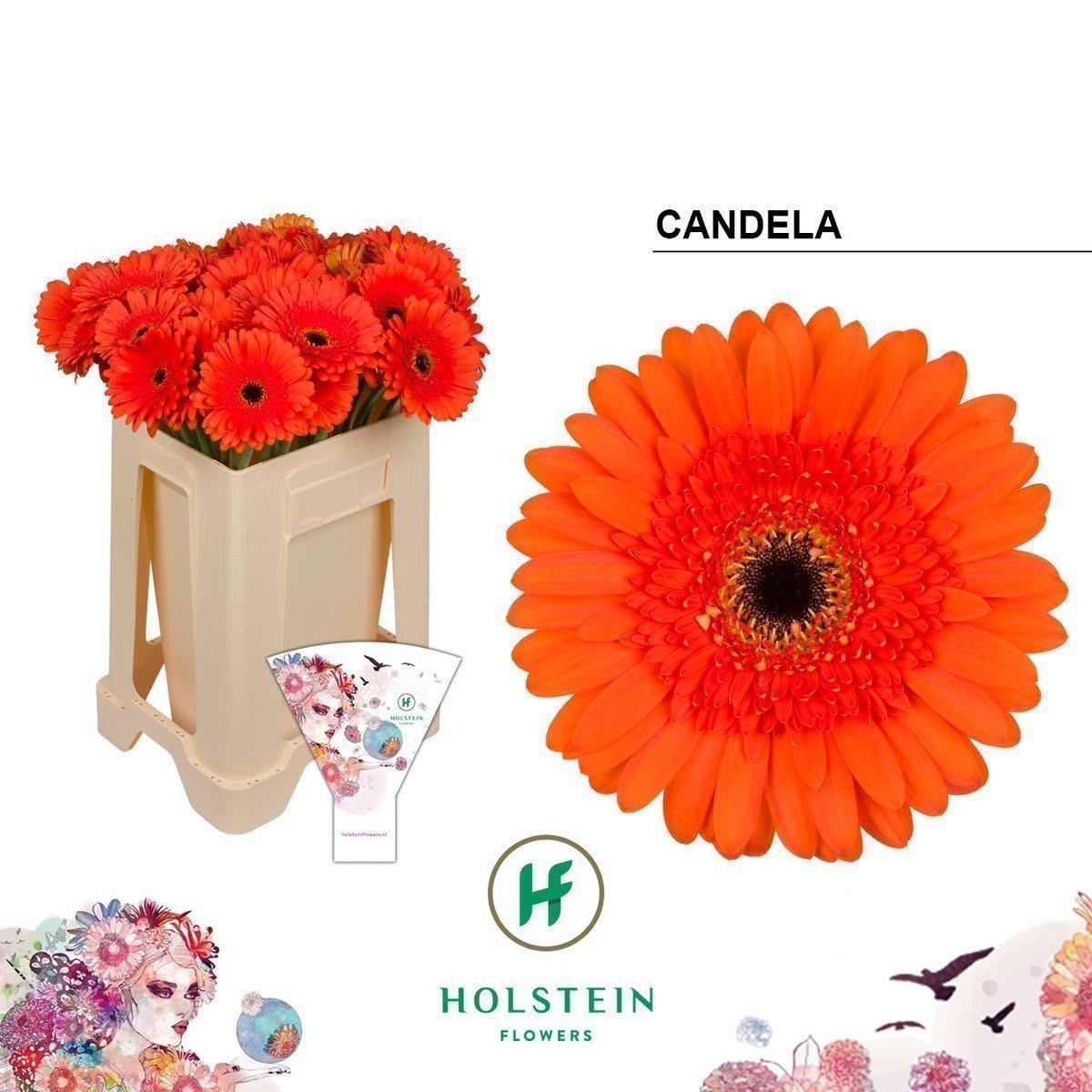 Срезанные цветы оптом Gerbera candela от 40шт из Голландии с доставкой по России