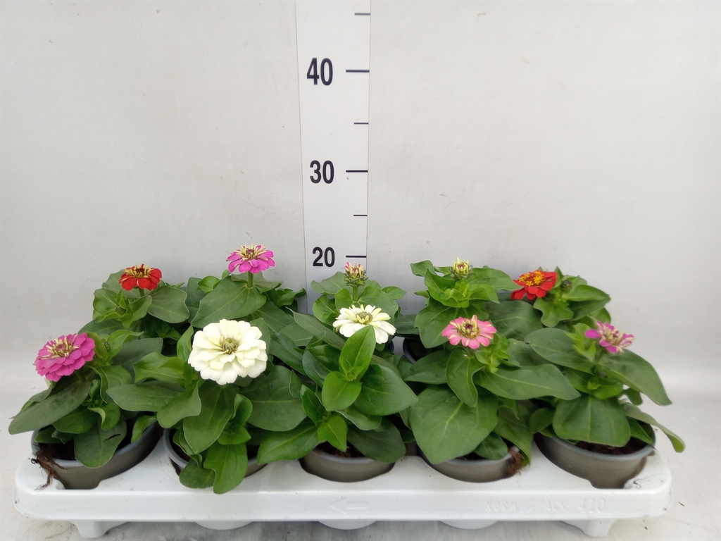 Горшечные цветы и растения оптом Zinnia   ...mix от 10шт из Голландии с доставкой по России