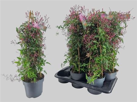 Горшечные цветы и растения оптом Jasm Polyanthum Rz 600+ P17 от 6шт из Голландии с доставкой по России