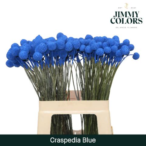 Срезанные цветы оптом Craspedia paint blue от 50шт из Голландии с доставкой по России