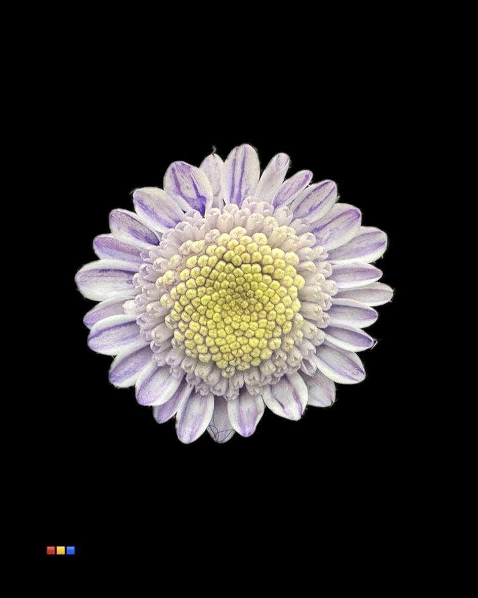 Срезанные цветы оптом Chrys sp paint stallion dusty pastel milka от 60шт из Голландии с доставкой по России