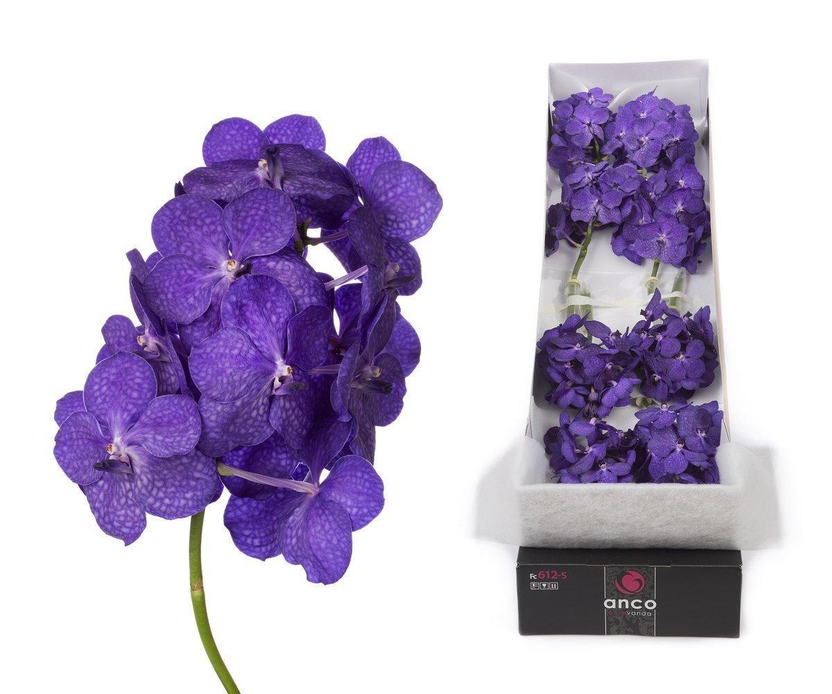 Срезанные цветы оптом Vanda tayanee blue per stem от 24шт. из Голландии с доставкой по России