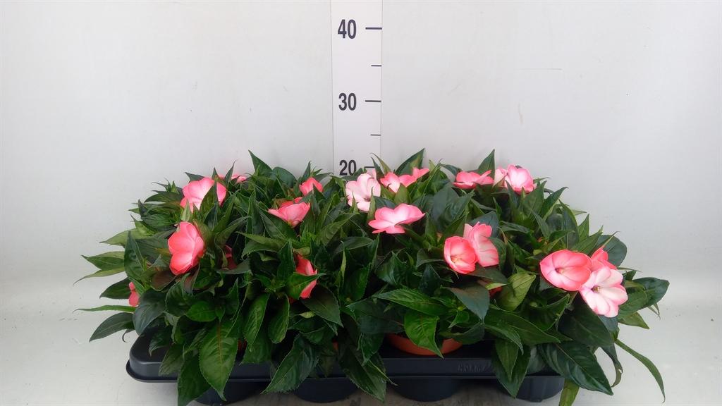 Горшечные цветы и растения оптом Impatiens Ng   ... от 8шт из Голландии с доставкой по России
