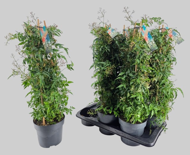 Горшечные цветы и растения оптом Jasm Polyanthum Wit от 6шт из Голландии с доставкой по России