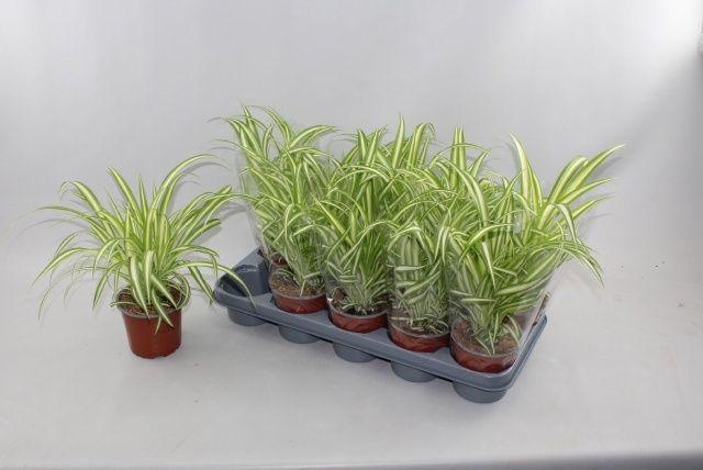 Горшечные цветы и растения оптом Chlor Com Variegatum от 10шт из Голландии с доставкой по России