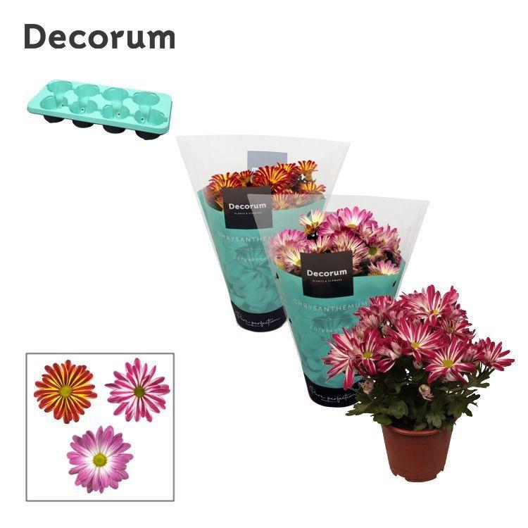 Горшечные цветы и растения оптом Chrys Margarita Bicolor Mix (decorum) от 8шт из Голландии с доставкой по России