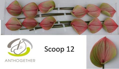 Срезанные цветы оптом Anthurium scoop от 12шт из Голландии с доставкой по России