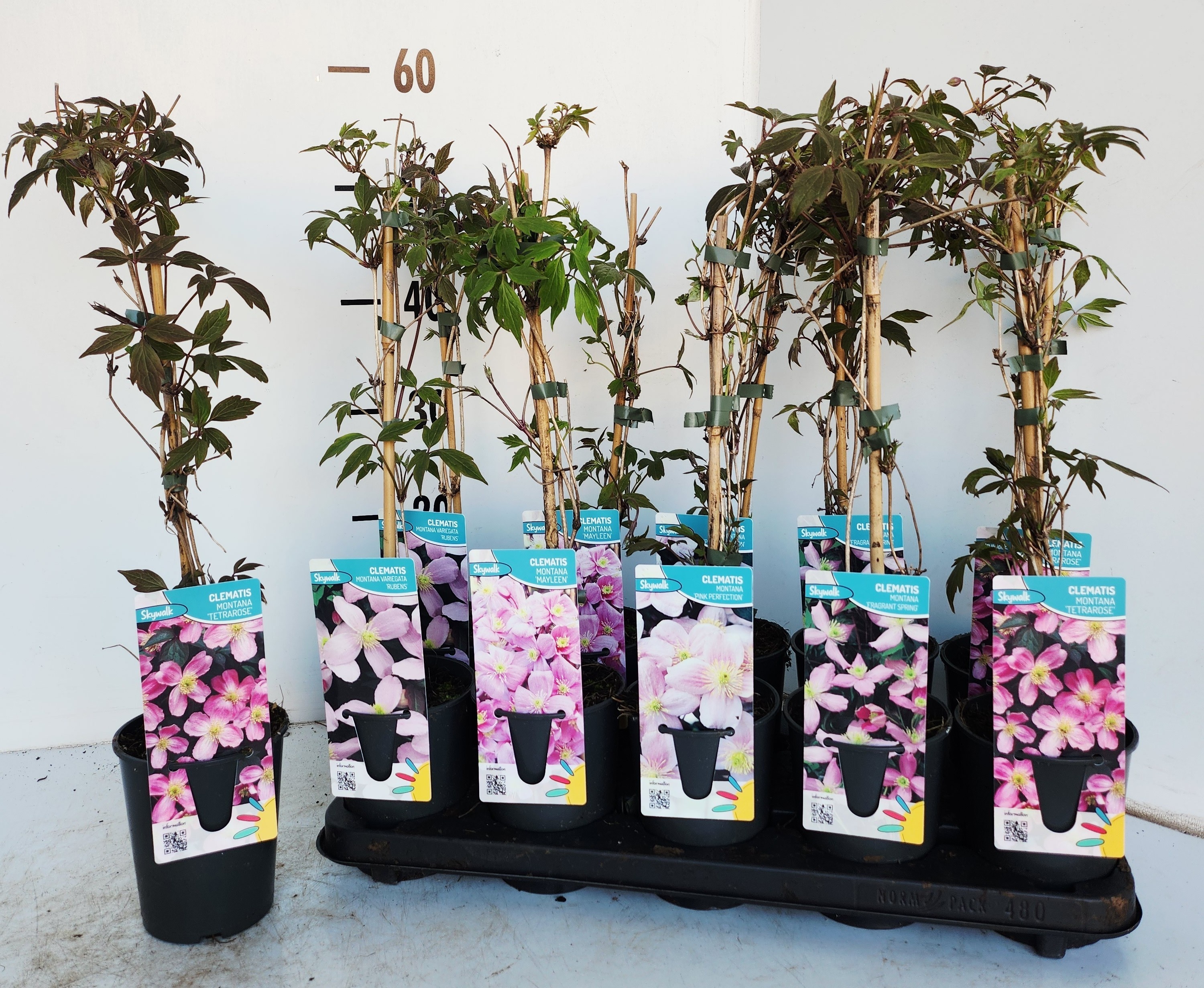 Горшечные цветы и растения оптом Clem Montana от 10шт из Голландии с доставкой по России