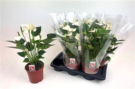 Горшечные цветы и растения оптом Anthu Snow Love 6+ P17 от 6шт из Голландии с доставкой по России