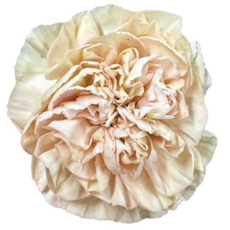 Срезанные цветы оптом Dianthus st lege marrone от 80шт. из Голландии с доставкой по России