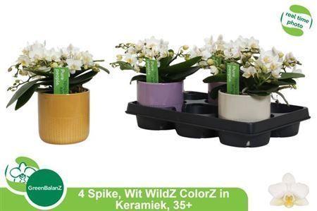 Горшечные цветы и растения оптом Phal Ov Wit 4 Branches Ceramic *spring Deal* от 3шт из Голландии с доставкой по России