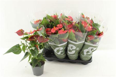 Горшечные цветы и растения оптом ** Anthu An Esudo 3+ * Spring Deal * от 8шт из Голландии с доставкой по России