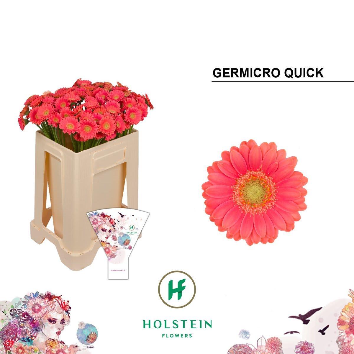Срезанные цветы оптом Germini nano germicro quickly от 100шт из Голландии с доставкой по России
