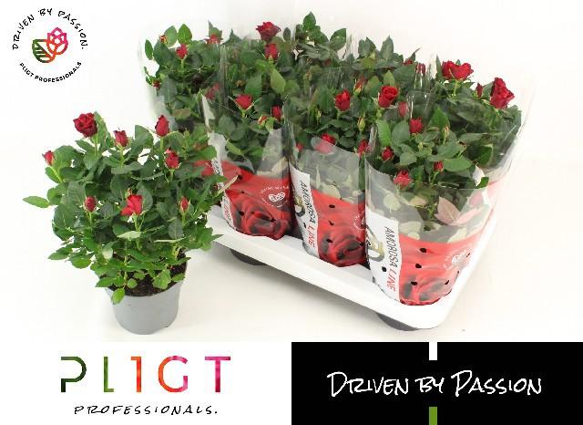 Горшечные цветы и растения оптом Ro Sca Mercedes Kord от 8шт из Голландии с доставкой по России