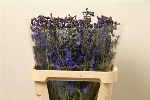 Срезанные цветы оптом Delphinium si donna от 40шт из Голландии с доставкой по России