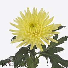Срезанные цветы оптом Chrys bl topspin yellow от 120шт. из Голландии с доставкой по России