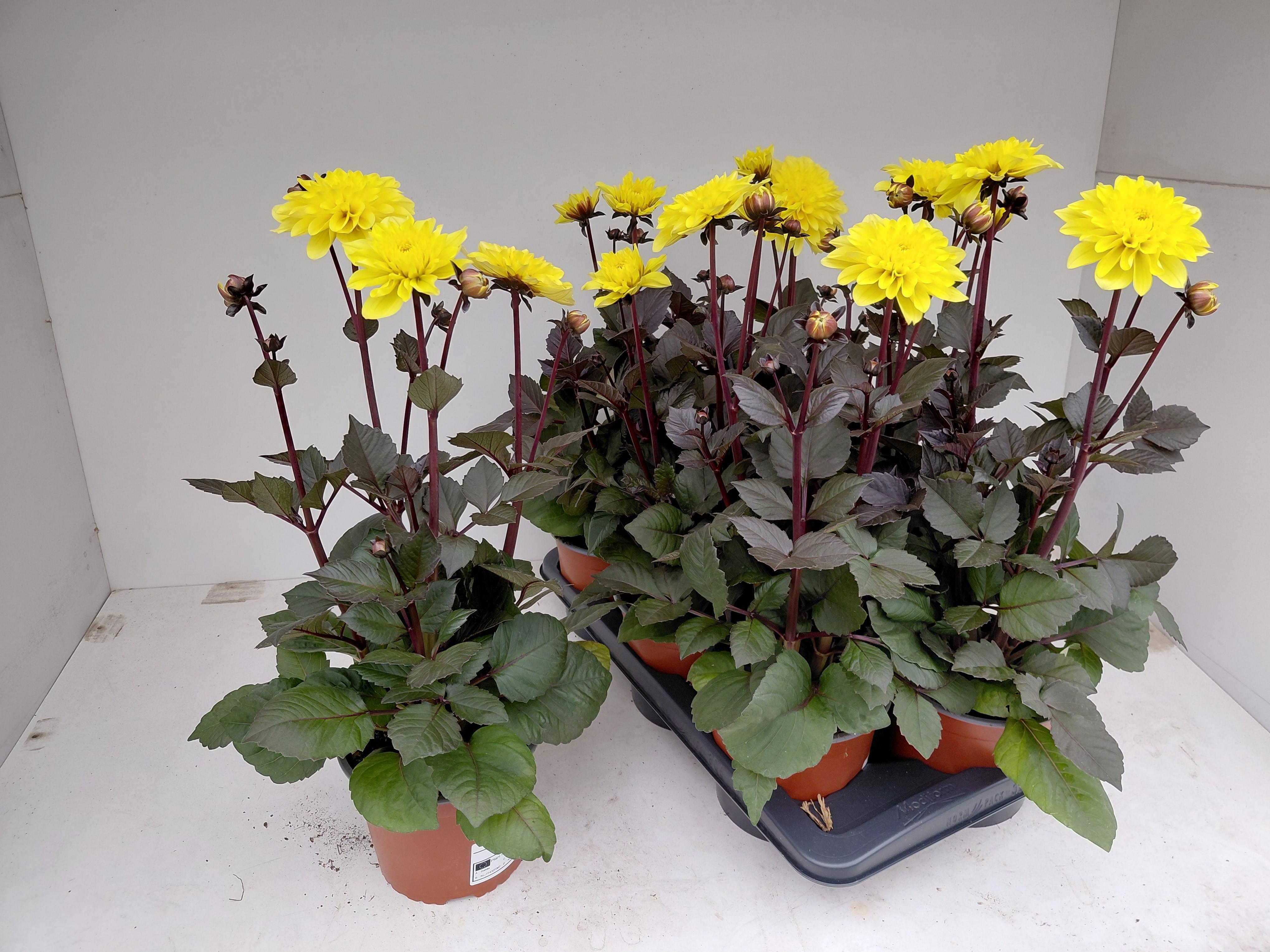 Горшечные цветы и растения оптом Dahl L Mag Fun C Yel от 6шт из Голландии с доставкой по России