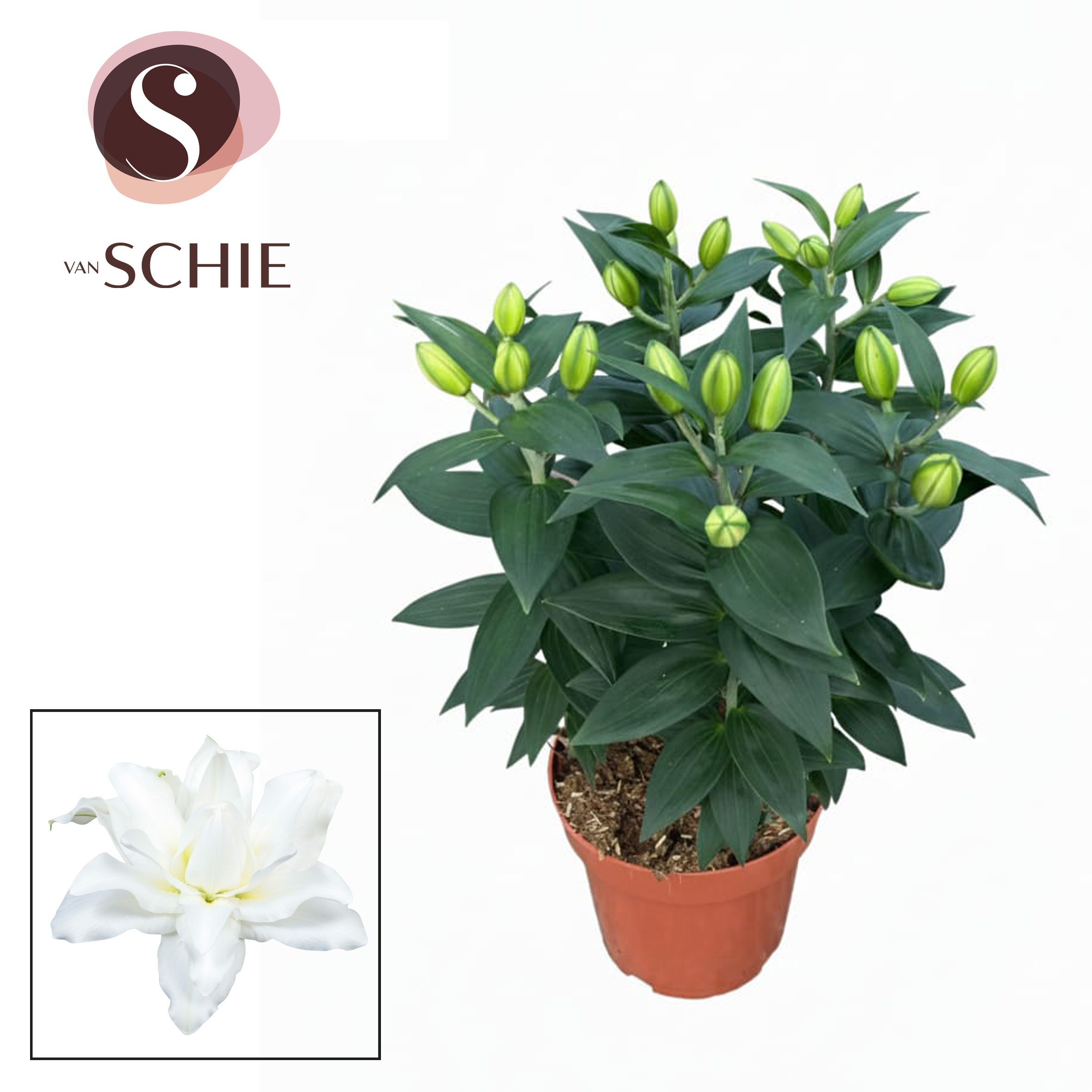 Горшечные цветы и растения оптом Lilium Or Double White 5pp от 5шт из Голландии с доставкой по России