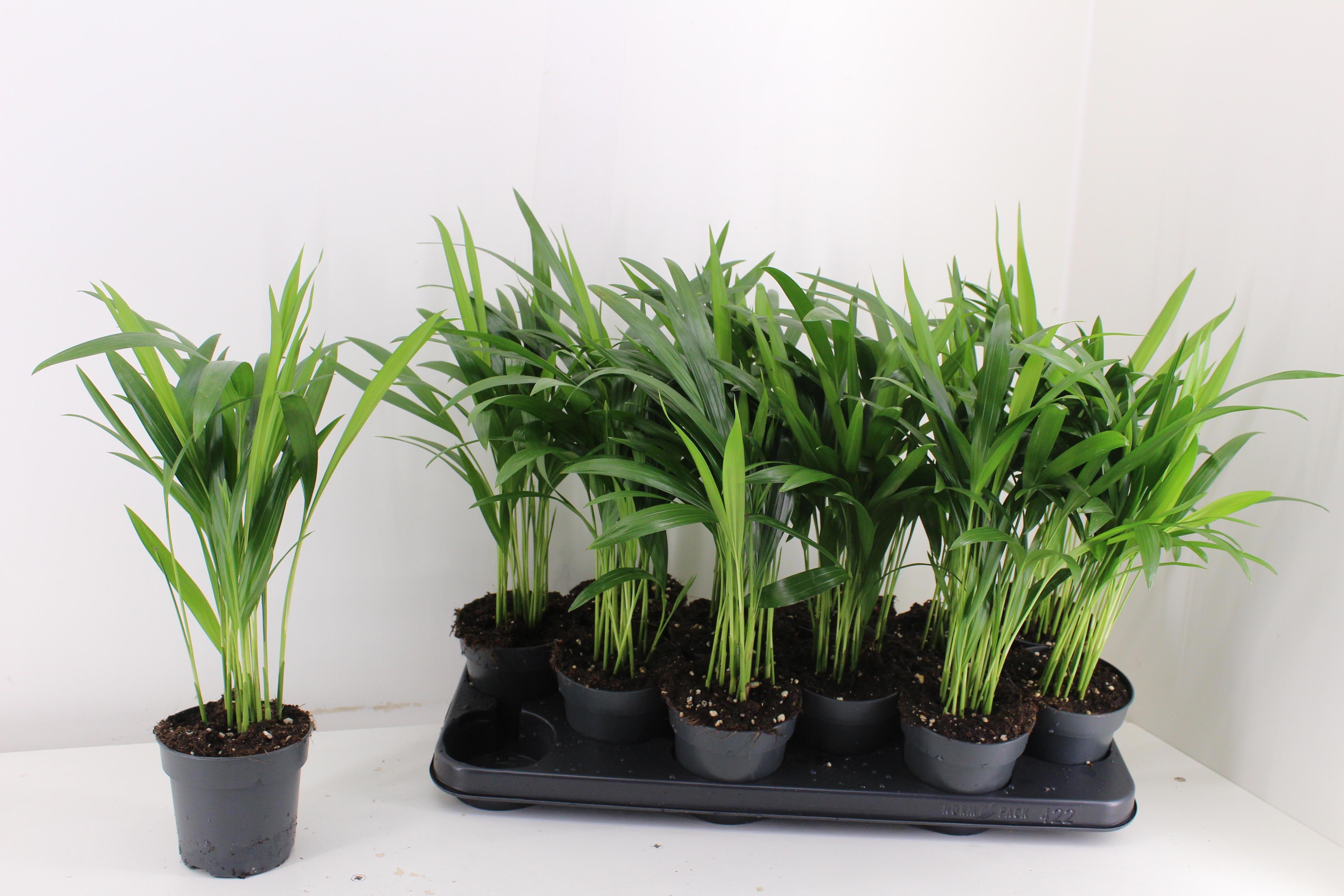 Горшечные цветы и растения оптом Dypsis Lutescens от 12шт из Голландии с доставкой по России Горшечные цветы и растения оптом Dypsis Lutescens от 12шт из Голландии с доставкой по России