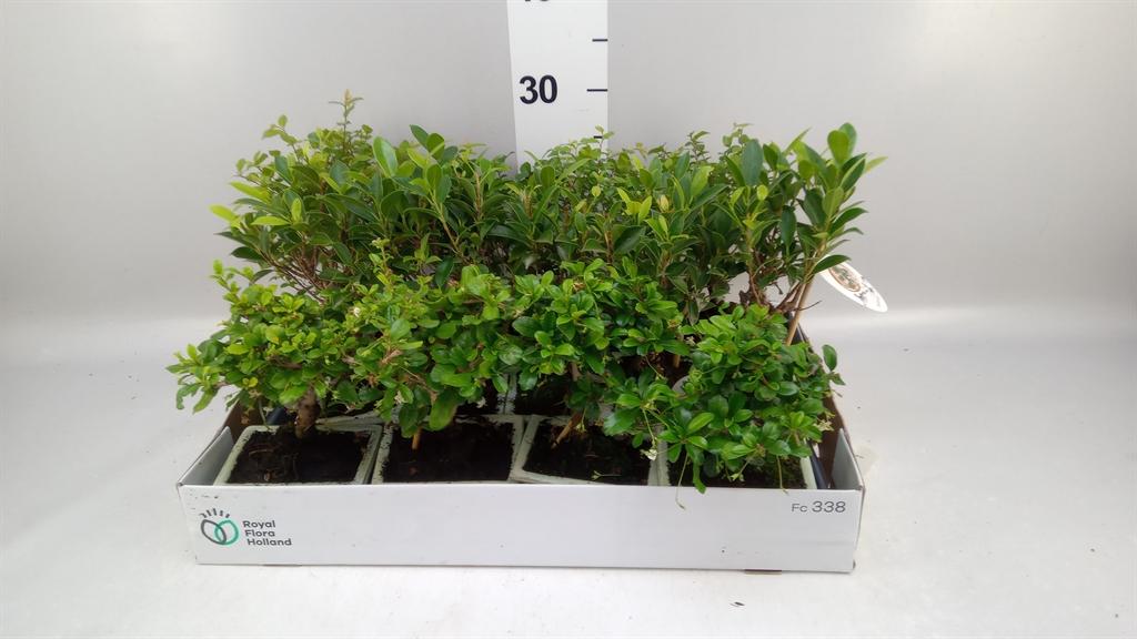 Горшечные цветы и растения оптом Bonsai ...mix от 13шт из Голландии с доставкой по России