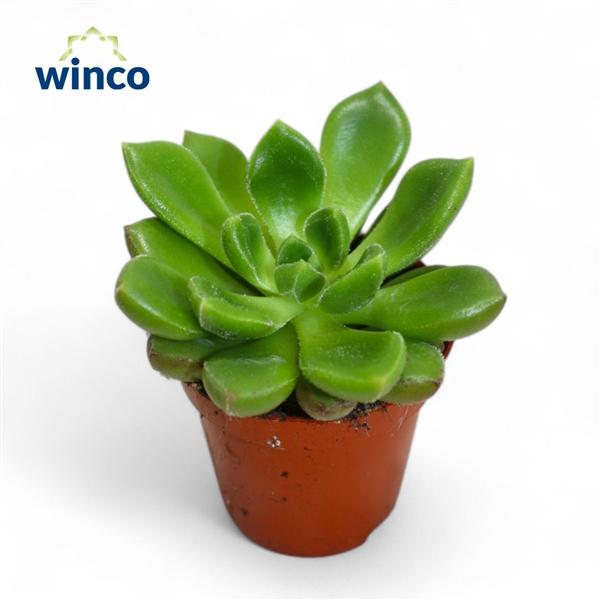 Горшечные цветы и растения оптом Echeveira Chubbs от 20шт (для телеги) из Голландии с доставкой по России