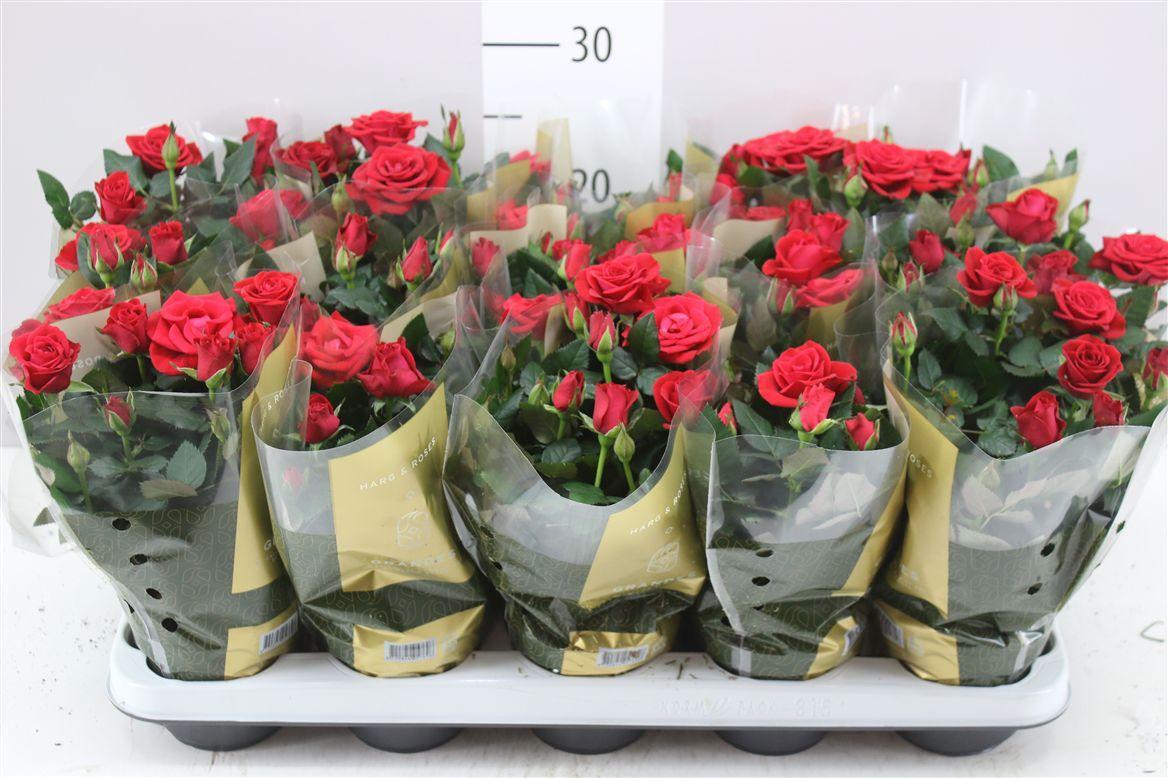 Горшечные цветы и растения оптом Rosa Kordana Mercedes от 15шт из Голландии с доставкой по России