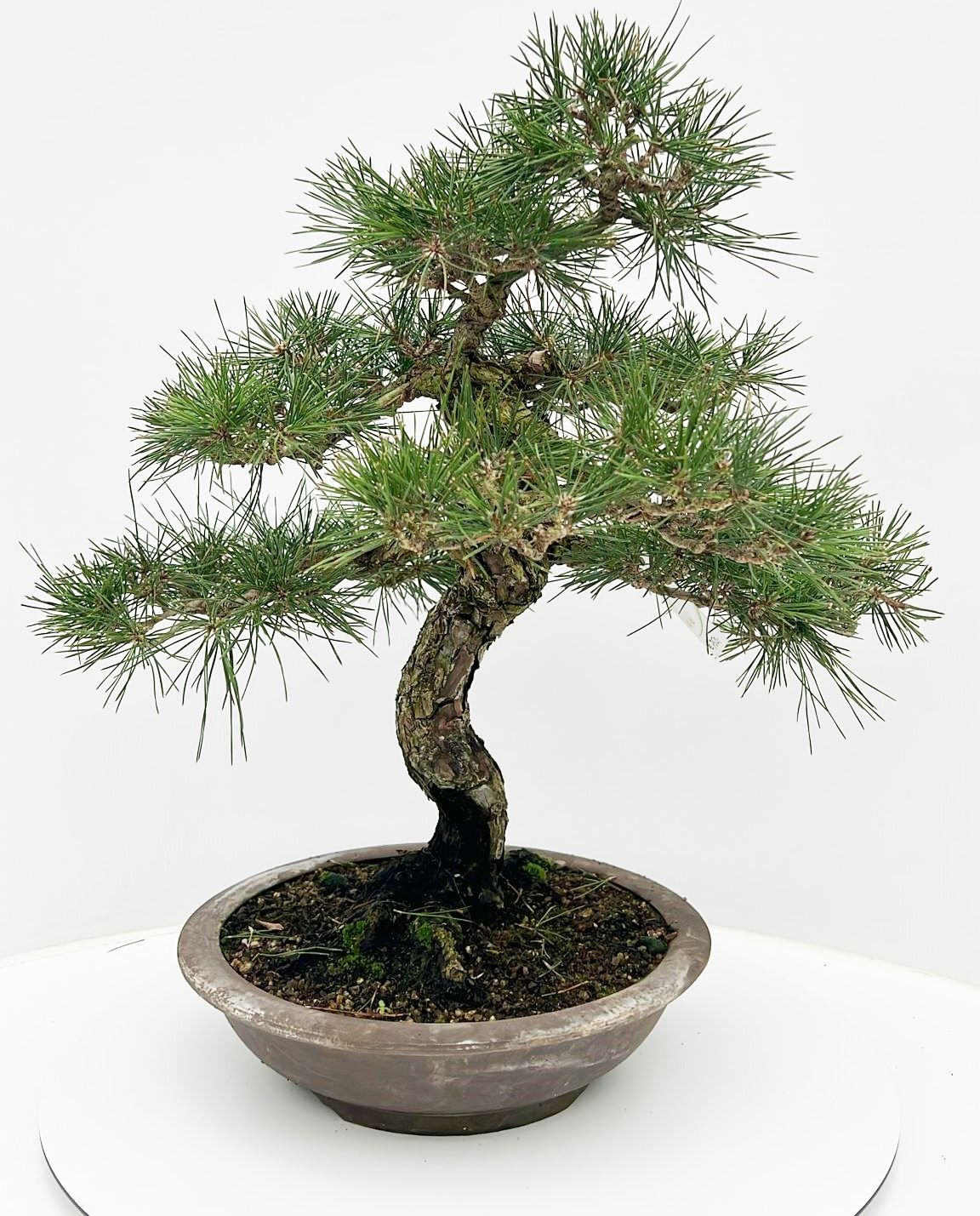 Горшечные цветы и растения оптом Pinus Parviflora, 32cm, Height 65cm. (single Item) от 1шт из Голландии с доставкой по России