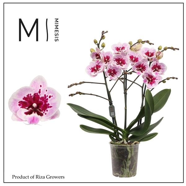 Горшечные цветы и растения оптом Phal 3st Hot Lip 25+ (tog) от 10шт из Голландии с доставкой по России