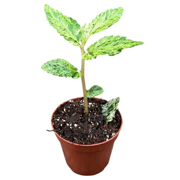 Горшечные цветы и растения оптом Pellionia Repens Variegata от 1шт (для телеги) из Голландии с доставкой по России