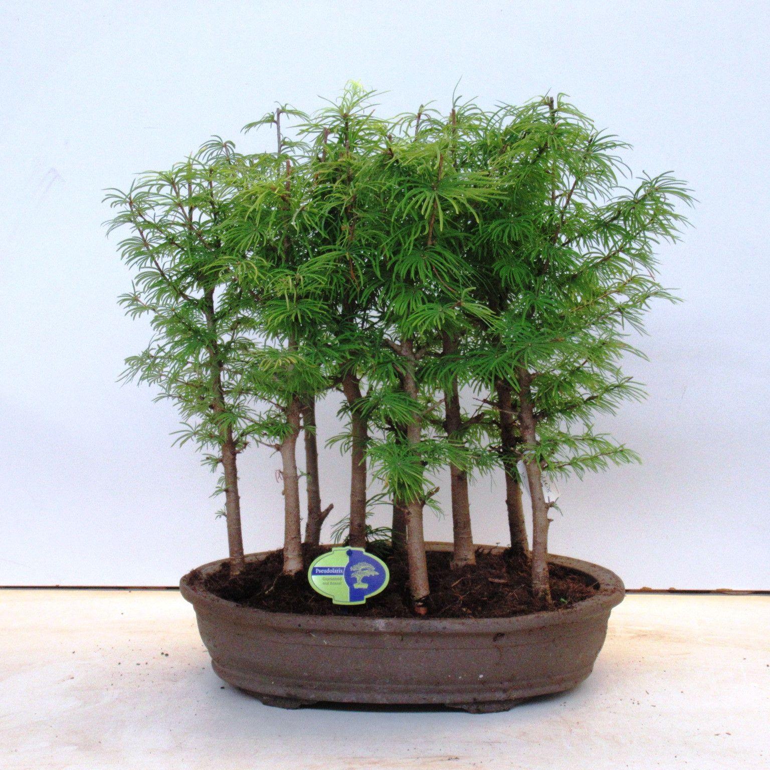Горшечные цветы и растения оптом Bonsai Pseudolarix Amabillis, Forest от 1шт из Голландии с доставкой по России