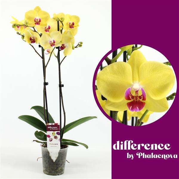 Горшечные цветы и растения оптом Phal 2st Limelight 14+ (phalaenova) от 10шт из Голландии с доставкой по России