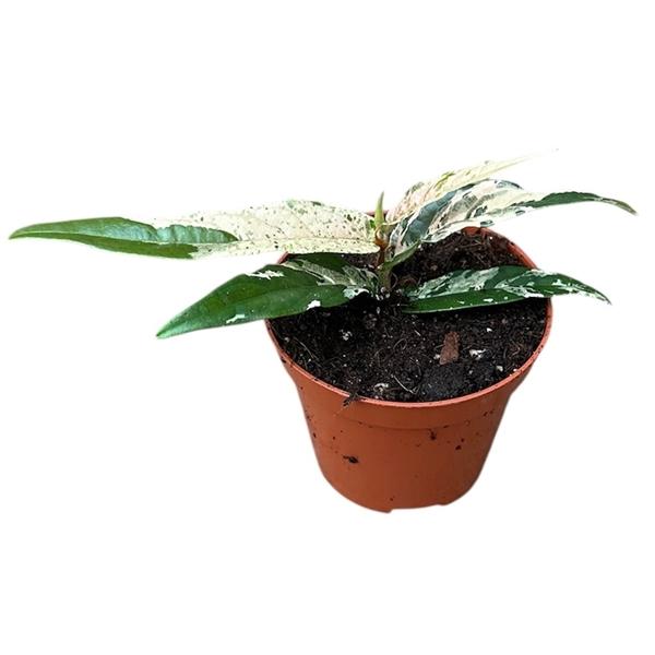 Горшечные цветы и растения оптом Ficus Sagittata Pink P8 от 1шт (для телеги) из Голландии с доставкой по России
