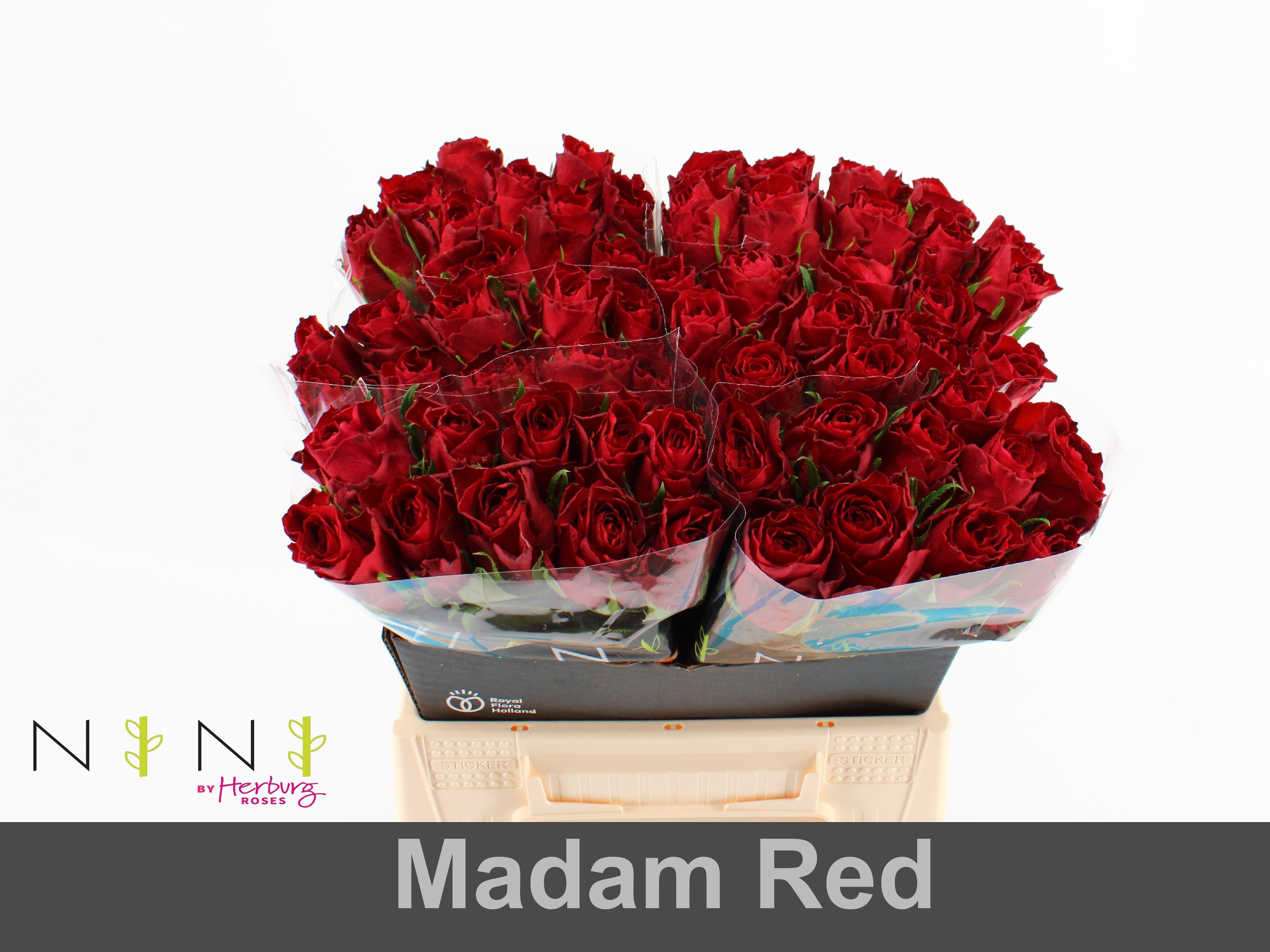 Срезанные цветы оптом Rosa large madam red от 60шт. из Голландии с доставкой по России