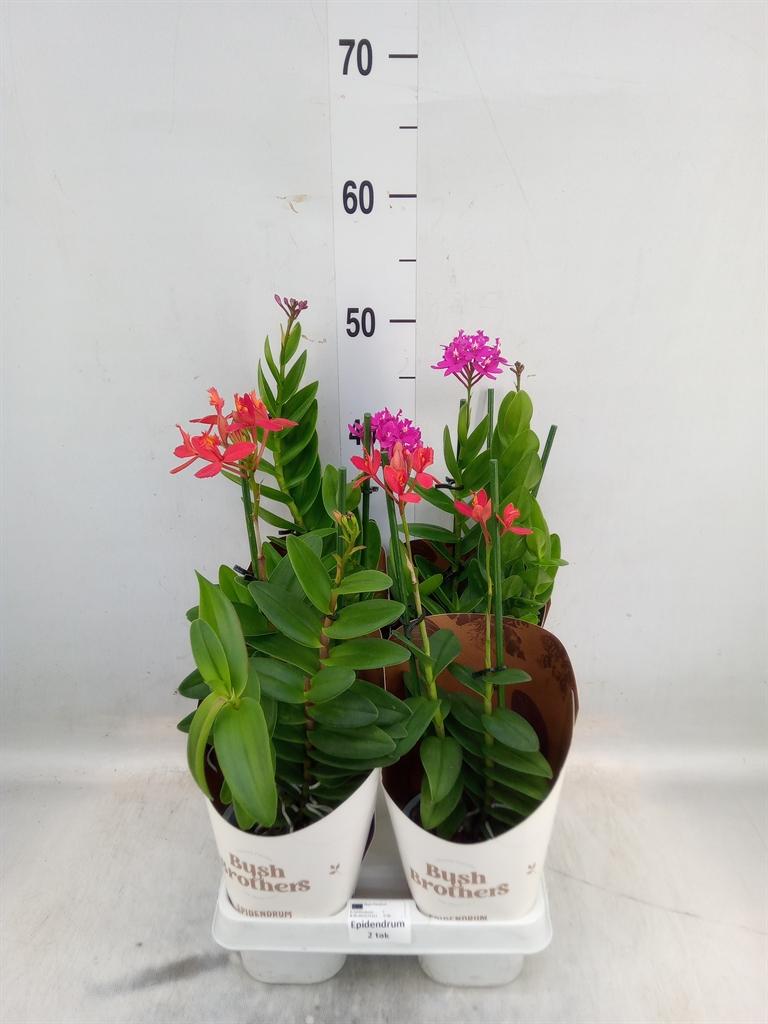 Горшечные цветы и растения оптом Epidendrum   ... от 4шт из Голландии с доставкой по России