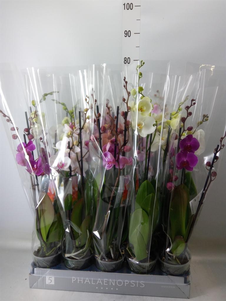 Горшечные цветы и растения оптом Phalaenopsis   ...mix  7 от 10шт из Голландии с доставкой по России