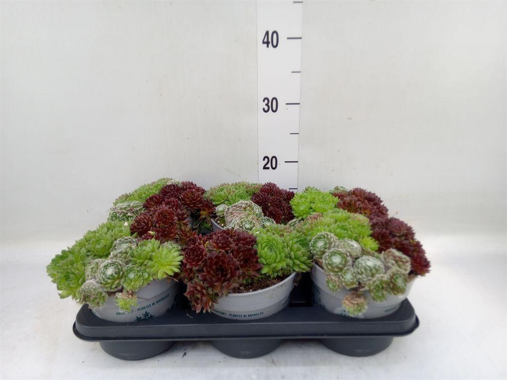 Горшечные цветы и растения оптом Sempervivum   ... от 6шт из Голландии с доставкой по России