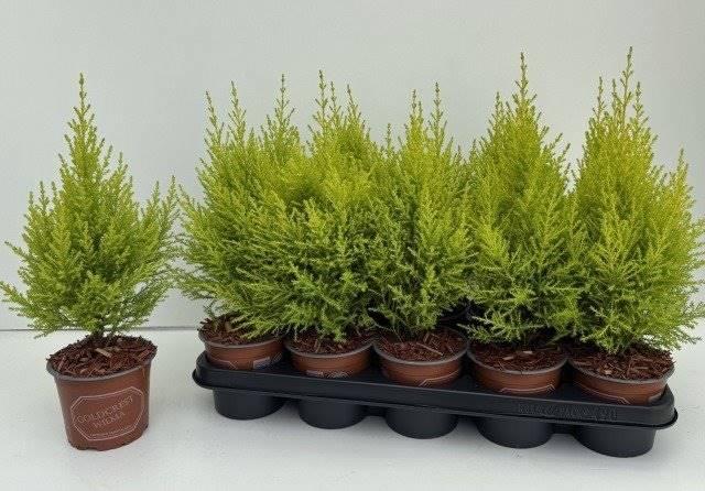 Горшечные цветы и растения оптом Cupressus Ma Goldcrestw от 10шт из Голландии с доставкой по России