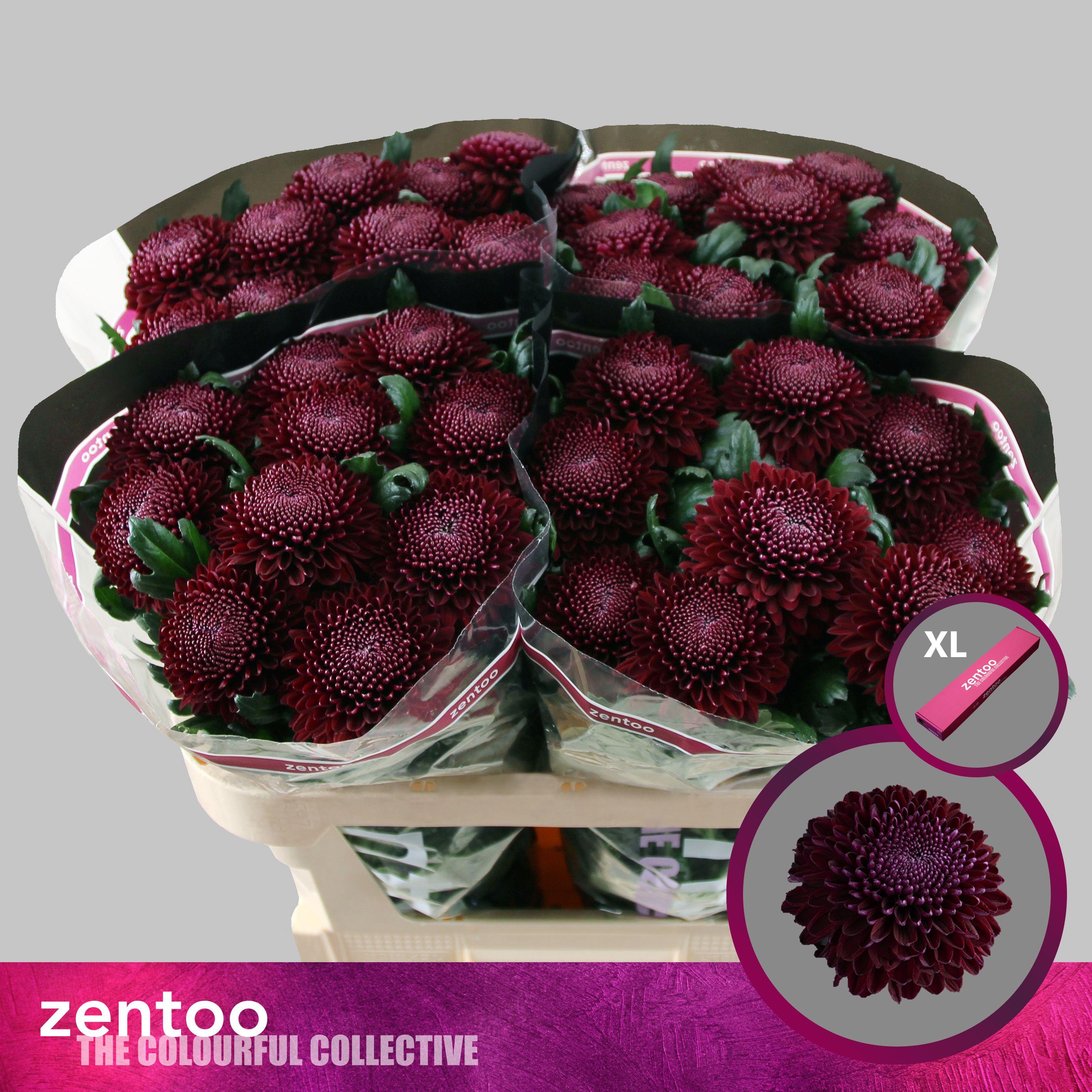 Срезанные цветы оптом Chrys bl poker от 20шт из Голландии с доставкой по России