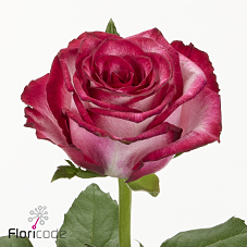 Срезанные цветы оптом Rosa large ripasso от 60шт из Голландии с доставкой по России