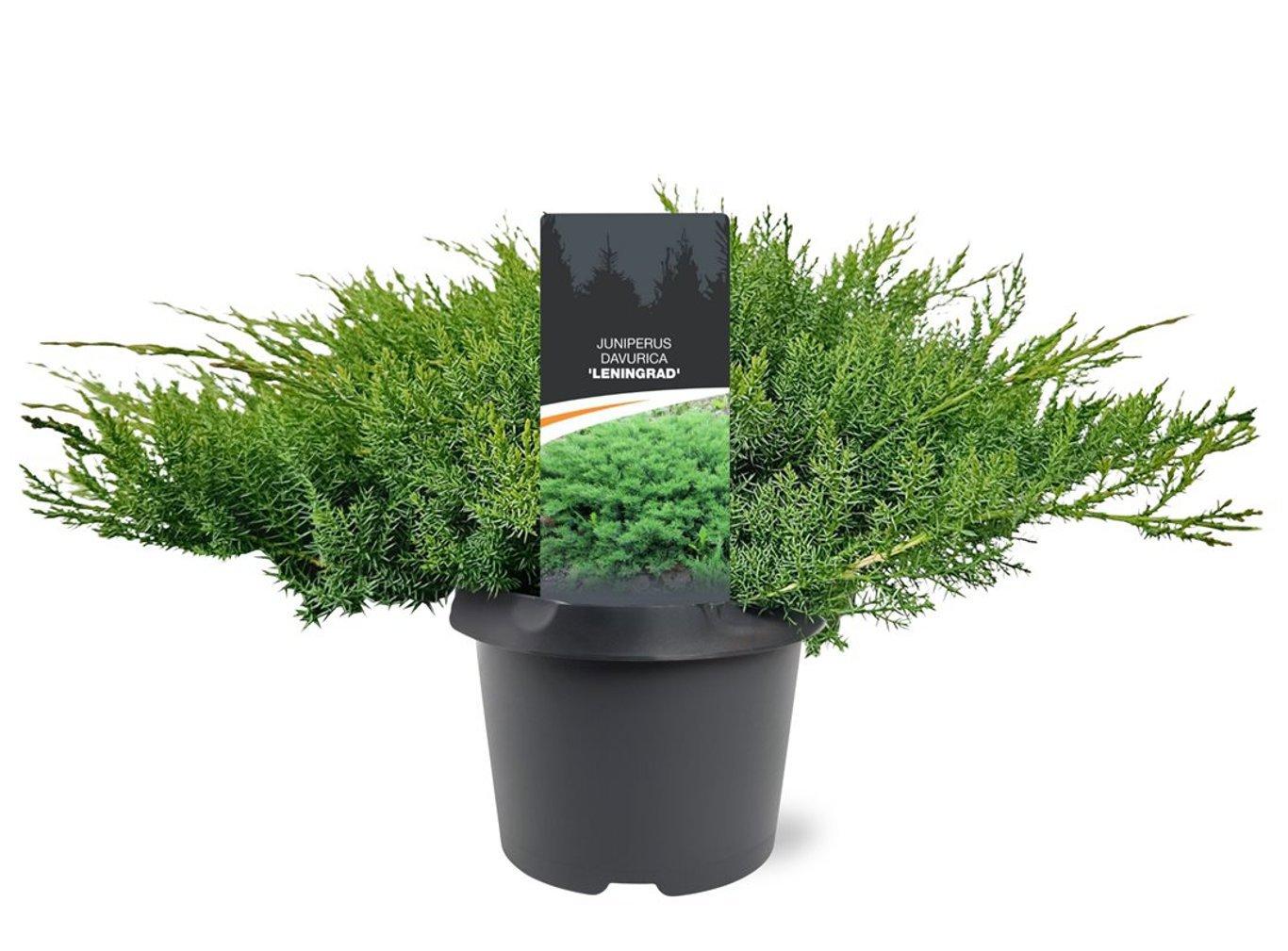 Горшечные цветы и растения оптом Juniperus Davurica Leningrad от 1шт из Голландии с доставкой по России