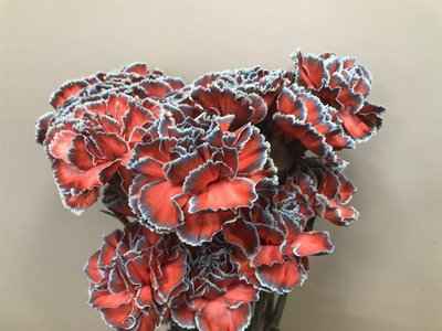 Срезанные цветы оптом Dianthus st paint bazooka от 80шт из Голландии с доставкой по России