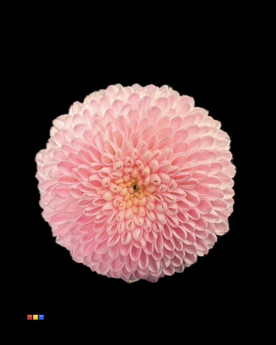 Срезанные цветы оптом Chrys sa paint dusty pastel pink от 75шт из Голландии с доставкой по России