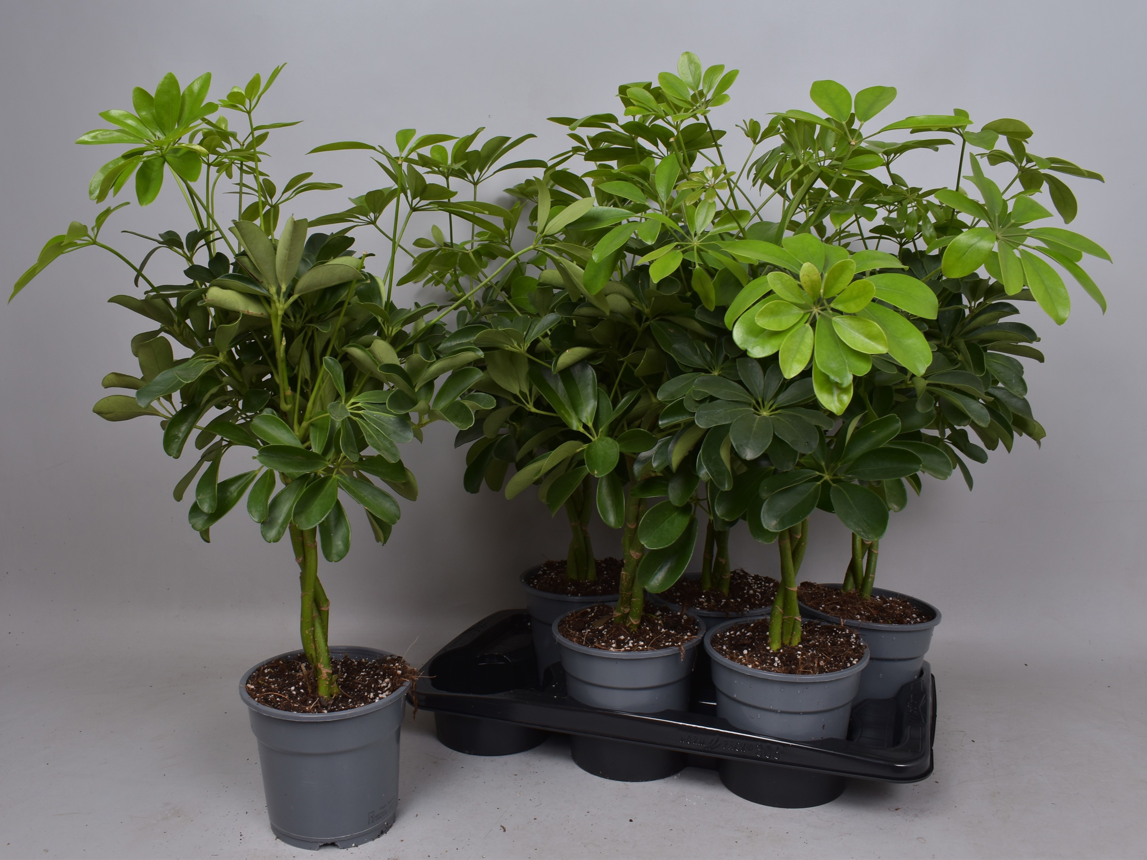 Горшечные цветы и растения оптом Schef Ar Compacta от 6шт из Голландии с доставкой по России