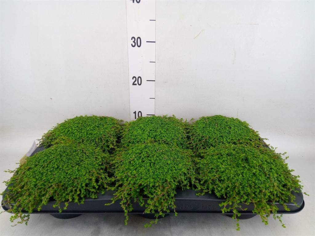 Горшечные цветы и растения оптом Soleirolia Soleirolii   ...green от 6шт из Голландии с доставкой по России