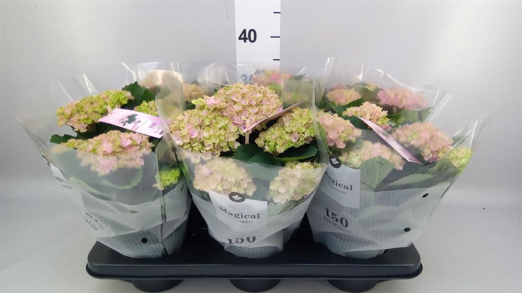 Горшечные цветы и растения оптом Hydrangea Mac. magical Revolution от 6шт из Голландии с доставкой по России