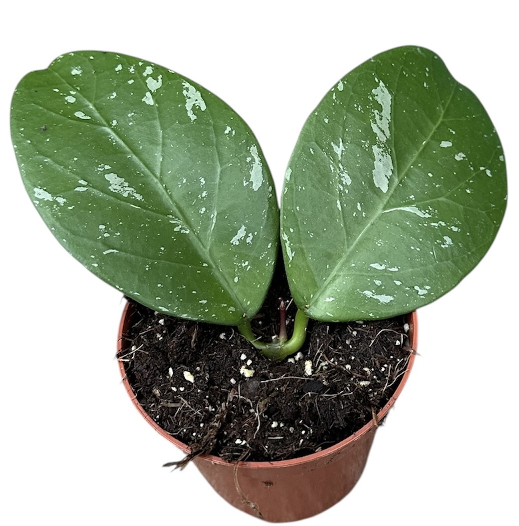 Горшечные цветы и растения оптом Hoya Lai Chau от 1шт (для телеги) из Голландии с доставкой по России